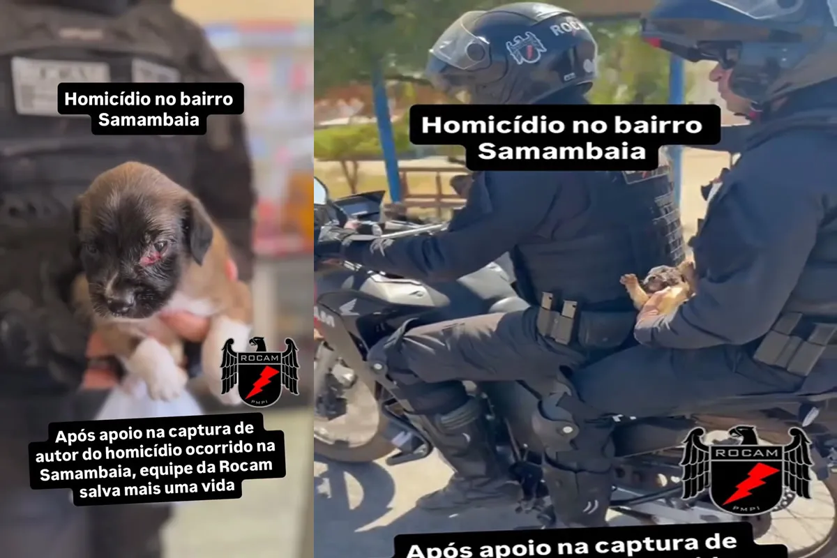 cachorrosalvo