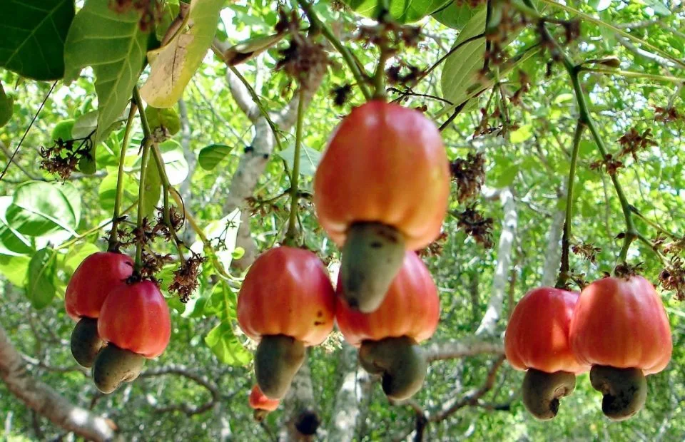 cajusa