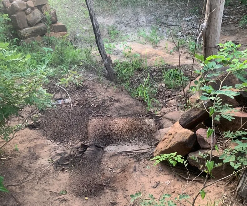 P40G-IMG-13f0088aceeb062e80_1