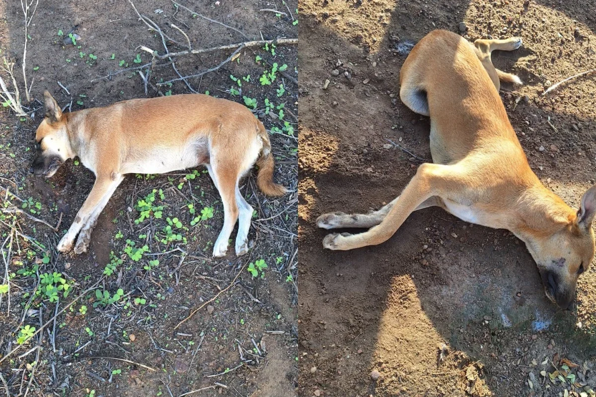 collage.w-riyfb4dccte4oqeyzf8bmnseippodh0h5sy1fn8h1c