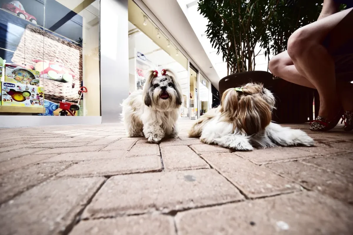 hoppings aderem à pet friendly e donos podem levar animais sem preocupação — Foto: Divulgação